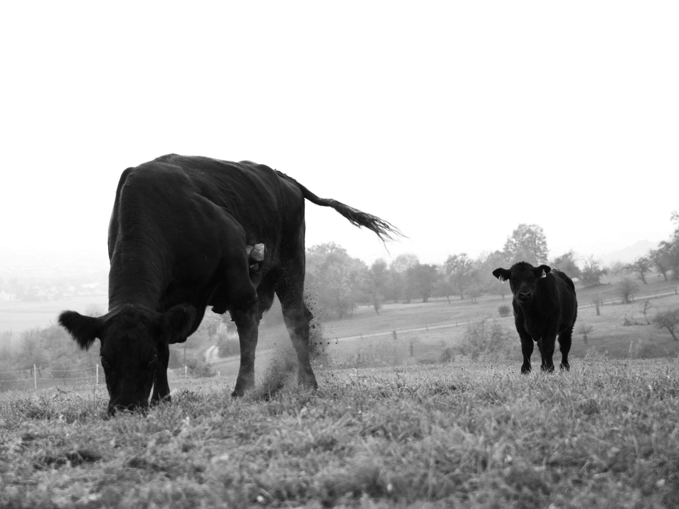 unsplash-image-fSx-yL-EIfg Black and white image of a cow grazing on grass in a rural landscape, with a calf standing nearby. The scene depicts a peaceful farm setting with trees in the background and a serene atmosphere.